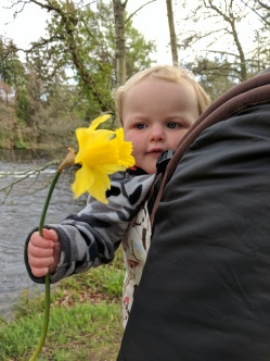 Konnor picked a daffodil for mommy